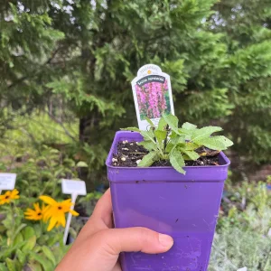 Salvia Apex Live Plant – Woodland Sage – Fragrant Perennial – 3-4 inch Pot – Outdoor - Image 7