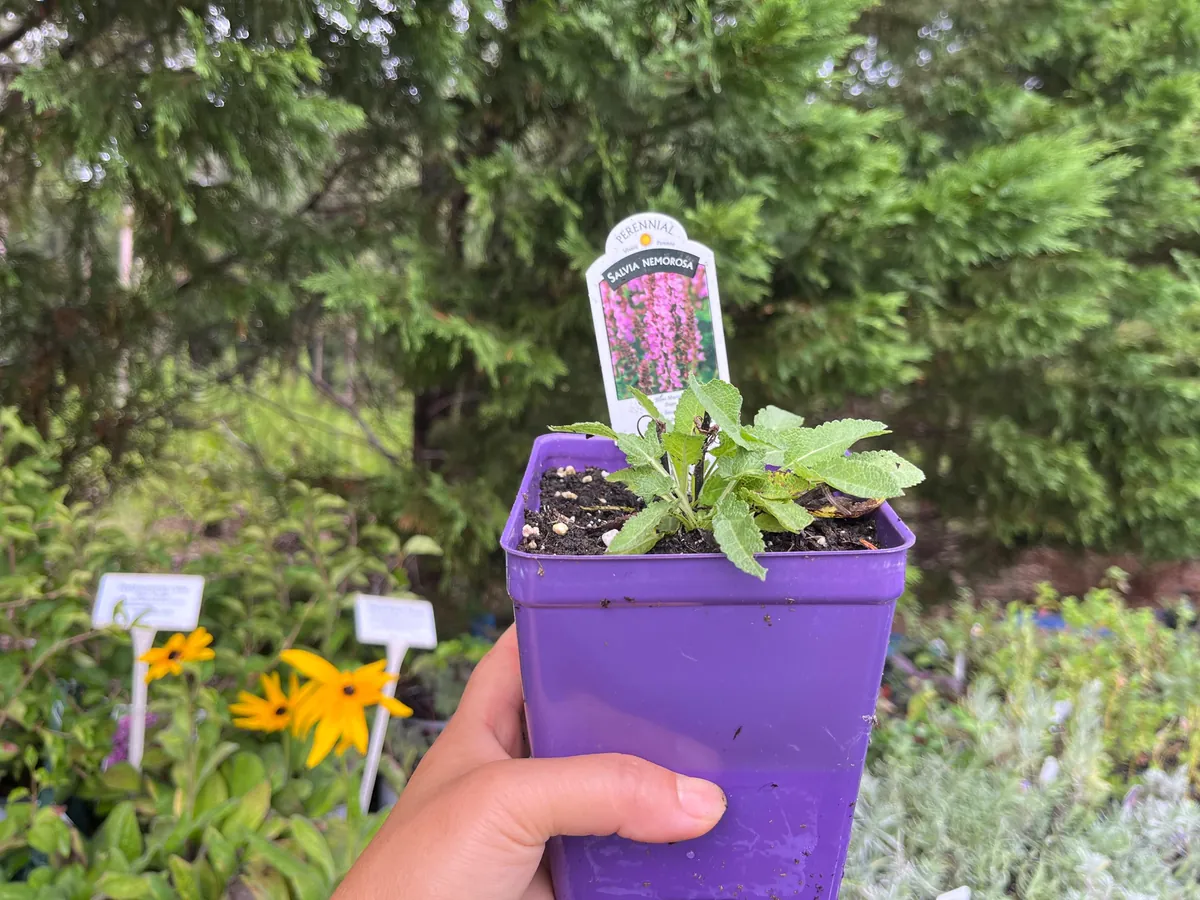 Salvia Apex Live Plant – Woodland Sage – Fragrant Perennial – 3-4 inch Pot – Outdoor - Image 7