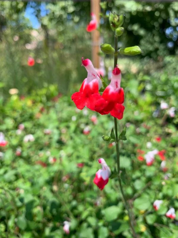 Salvia 'Hot Lips' Live Plant – 1ft Tall Red & White Sage in 6in Pot – Outdoor Flower - Image 1