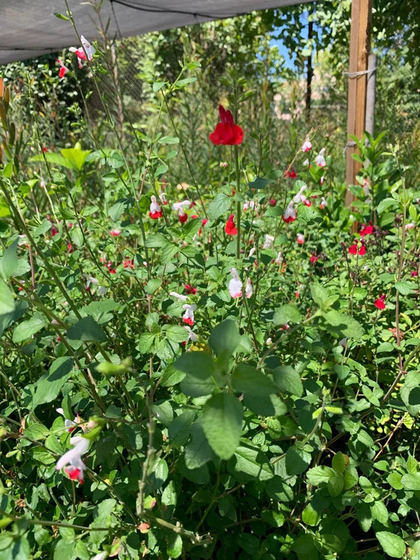 Salvia 'Hot Lips' Live Plant – 1ft Tall Red & White Sage in 6in Pot – Outdoor Flower - Image 2