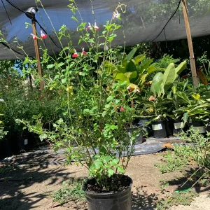 Salvia 'Hot Lips' Live Plant – 1ft Tall Red & White Sage in 6in Pot – Outdoor Flower - Image 3