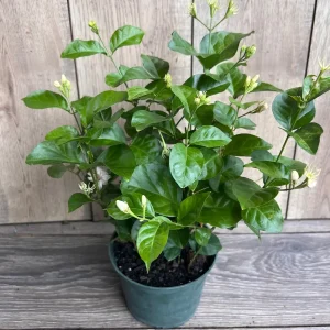 Sambac Arabian Jasmine Live Plant – Fragrant Flowers, 6-inch Pot, Indoor/Outdoor - Image 5