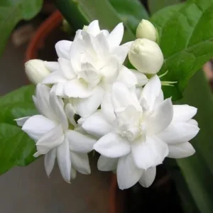 Sambac Jasmine Double Flower Live Plant – Fragrant – 1-2 ft Tall - Image 2