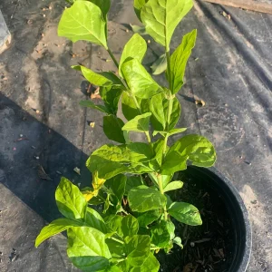 Sambac Jasmine Double Flower Live Plant – Fragrant Potted Plant – 1-2 ft Tall in 1 Gallon Pot - Image 1