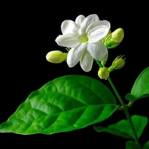 Sambac Jasmine Live Plant – 10" Height – Fragrant White Flowers – Indoor/Outdoor - Image 1