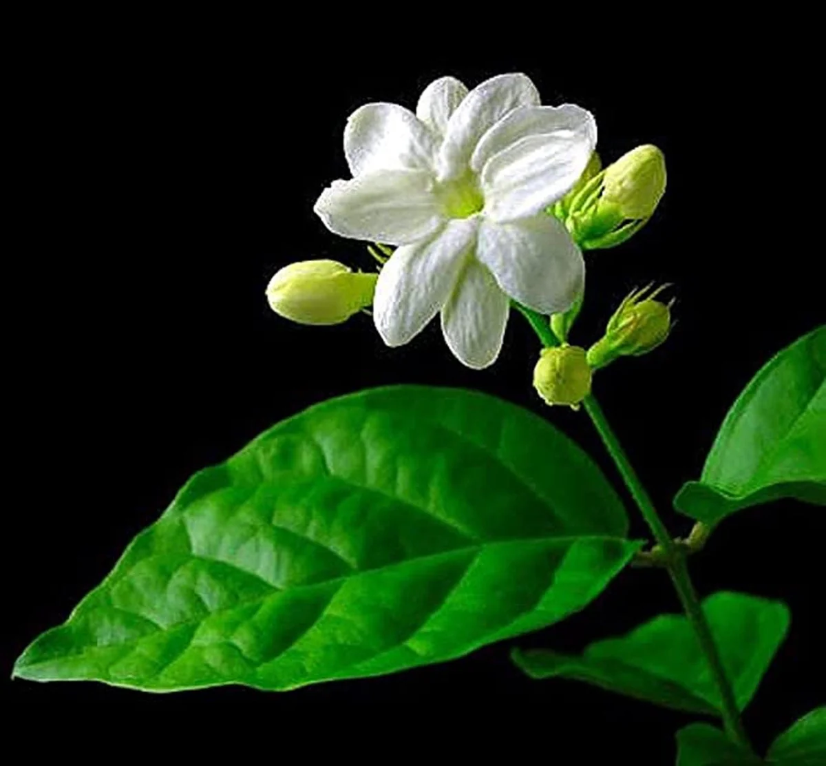 Sambac Jasmine Live Plant – 10" Height – Fragrant White Flowers – Indoor/Outdoor - Image 1
