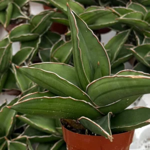 Samurai Snake Plant Live Plant – Dracaena Hanningtonii – Dwarf Sansevieria – 3-4 inch Pot – Indoor Succulent - Image 2