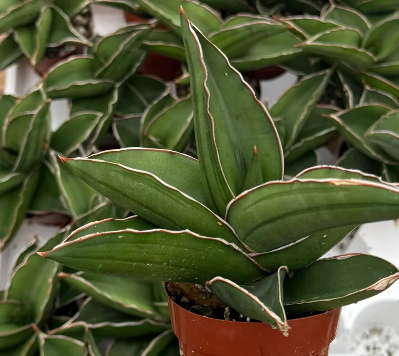 rubber plant indoor plant Burgundy Rubber Tree: Ficus - 17" Pot