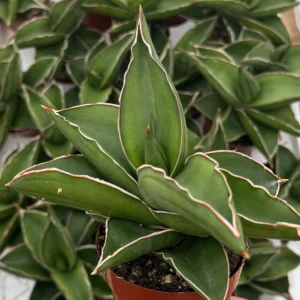 Samurai Snake Plant Live Plant – Dracaena Hanningtonii – Dwarf Sansevieria – 3-4 inch Pot – Indoor Succulent - Image 1