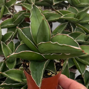 Samurai Snake Plant Live Plant – Dracaena Hanningtonii – Dwarf Sansevieria – 3-4 inch Pot – Indoor Succulent - Image 4