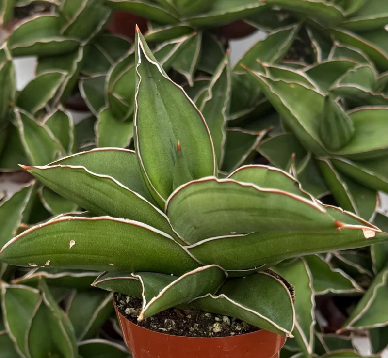 dracaena deremensis compacta Dracaena 'Janet Craig' Compacta