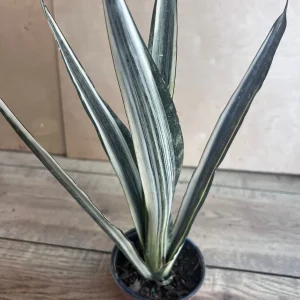 Sansevieria Bantel's Sensation Live Plant – 4 inch Pot – Indoor Snake Plant - Image 2