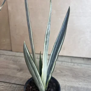 Sansevieria Bantel's Sensation Live Plant – 4 inch Pot – Indoor Snake Plant - Image 3