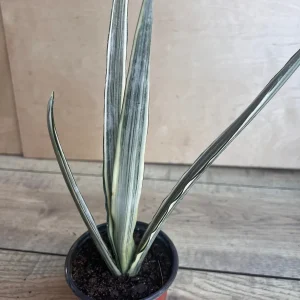 Sansevieria Bantel's Sensation Live Plant – 4 inch Pot – Indoor Snake Plant - Image 5