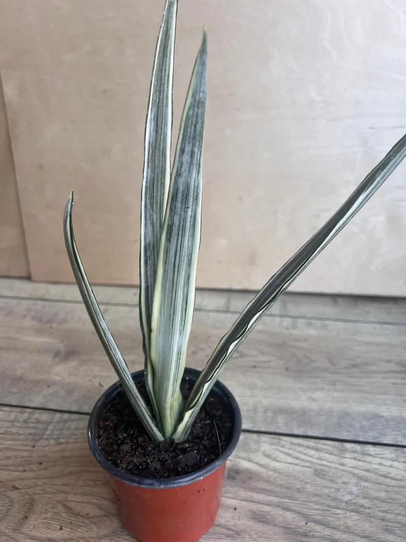 spider plant ground cover Landscaping Plant Groundcover – Bastana Online Gardens