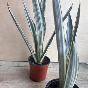 Sansevieria Bantel's Sensation Live Plant – 4 inch Pot – Indoor Snake Plant - Image 8
