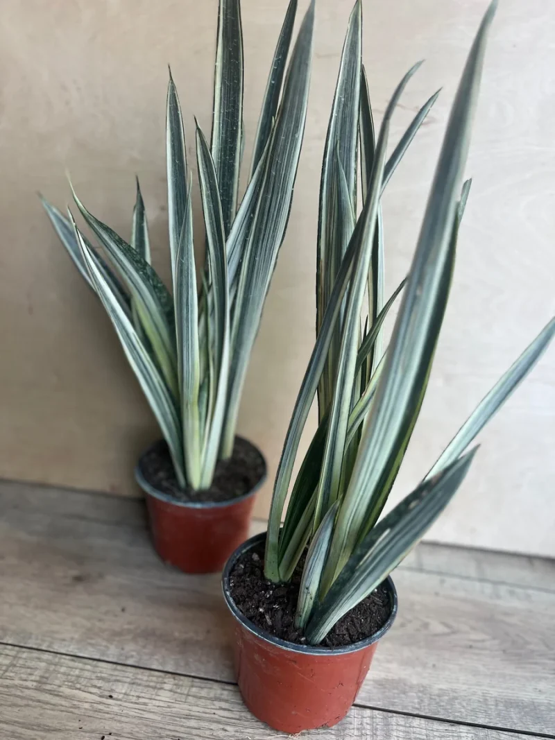 black gold snake plant dwarf Sansevieria Trifasciata 