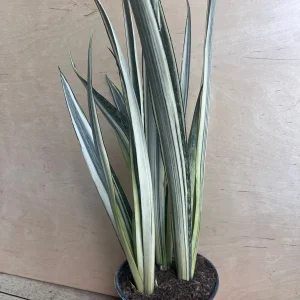 Sansevieria Bantel's Sensation Snake Plant - Live Houseplant - 6 inch Pot - Image 1