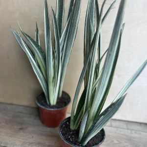 Sansevieria Bantel's Sensation Snake Plant - Live Houseplant - 6 inch Pot - Image 4