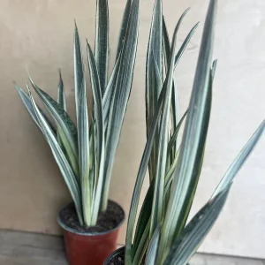 Sansevieria Bantel's Sensation Snake Plant - Live Houseplant - 6 inch Pot - Image 6