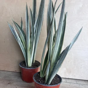 Sansevieria Bantel's Sensation Snake Plant - Live Houseplant - 6 inch Pot - Image 7