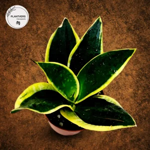 Sansevieria Black Gold Snake Plant Live Houseplant – Air Purifying – 3 inch Pot - Image 1