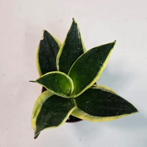 Sansevieria Black Gold Snake Plant Live Houseplant – Air Purifying – 3 inch Pot - Image 3