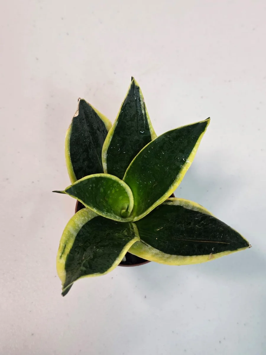 Sansevieria Black Gold Snake Plant Live Houseplant – Air Purifying – 3 inch Pot - Image 3