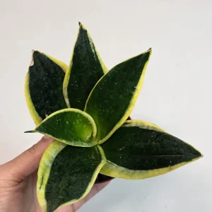 Sansevieria Black Gold Snake Plant Live Houseplant – 3 inch Pot – Air Purifying – Indoor - Image 3