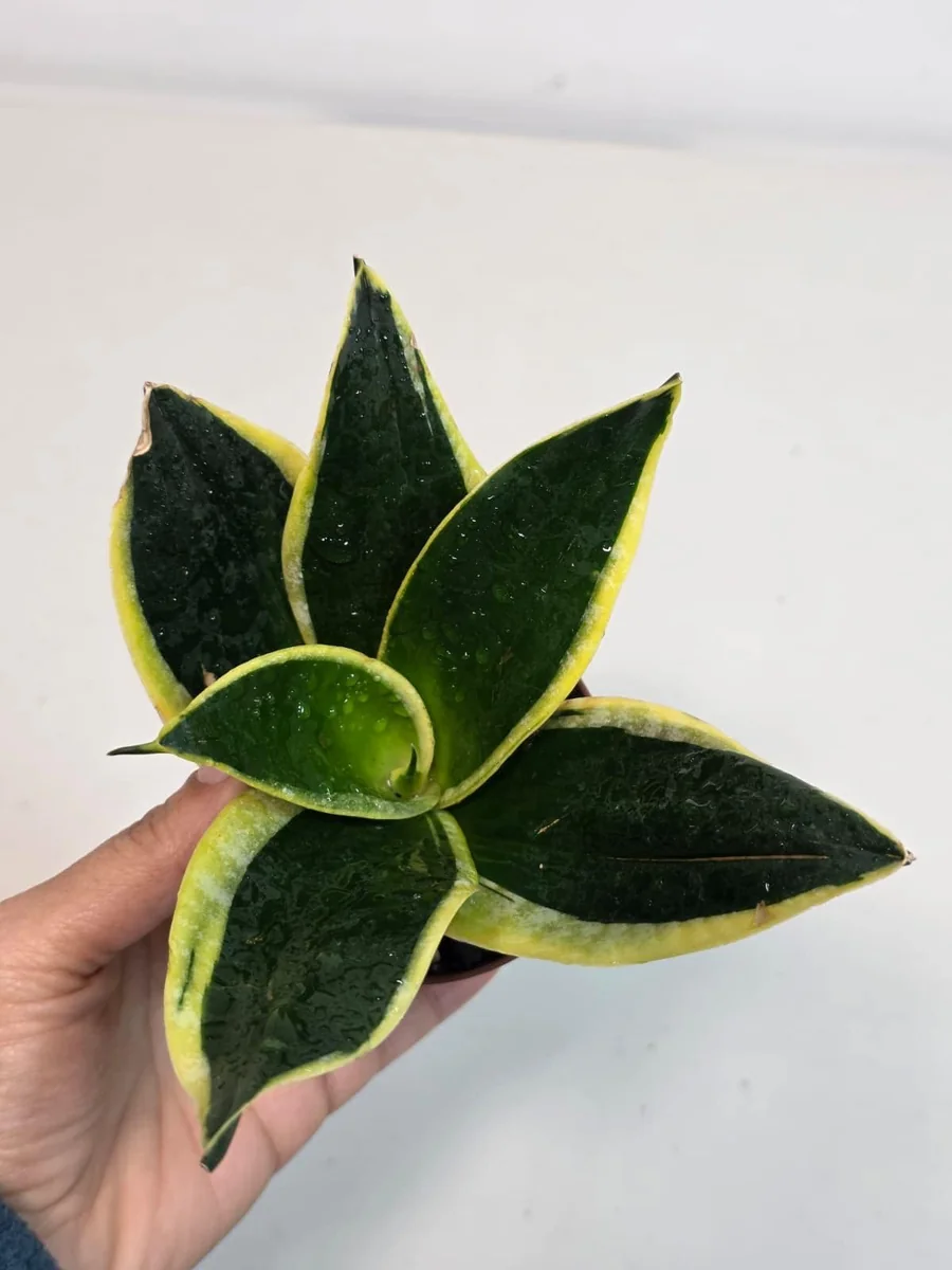 Sansevieria Black Gold Snake Plant Live Houseplant – Air Purifying – 3 inch Pot - Image 4