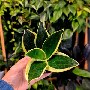 Sansevieria Black Gold Snake Plant Live Houseplant – 3 inch Pot – Air Purifying – Indoor - Image 4