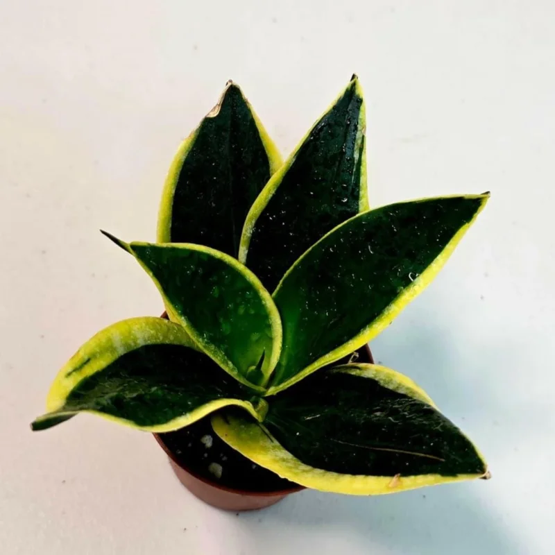 Snake Plant Sansevieria Black Gold Superba - Air-purifying Houseplants 3" Pot by Succulents Box