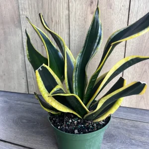 Sansevieria Black Gold Snake Plant - Live Indoor Plant in 6 inch Pot - Image 2