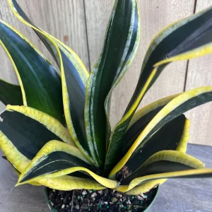 Sansevieria Black Gold Snake Plant - Live Indoor Plant in 6 inch Pot - Image 3