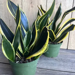 Sansevieria Black Gold Snake Plant - Live Indoor Plant in 6 inch Pot - Image 4