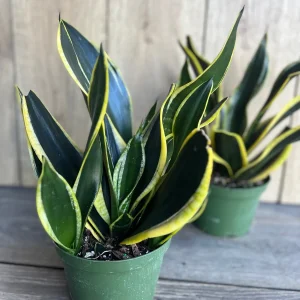 Sansevieria Black Gold Snake Plant - Live Indoor Plant in 6 inch Pot - Image 5