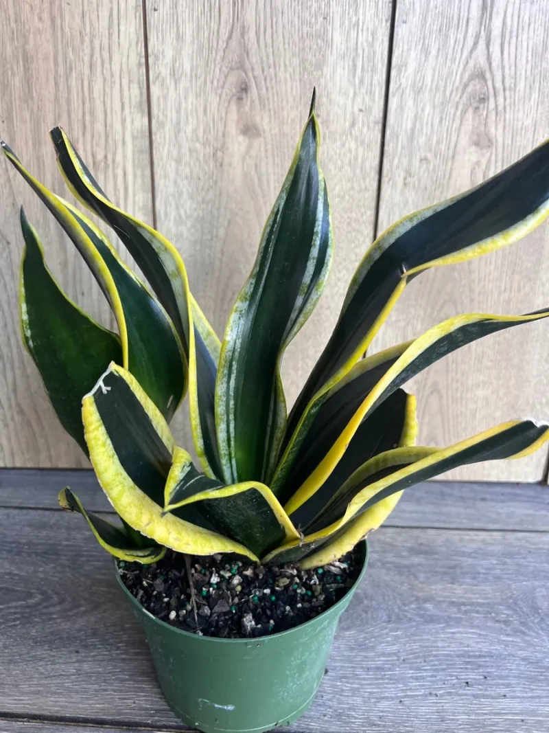 green rush plant Blue Rush (Juncus) Native plant – Pond Megastore