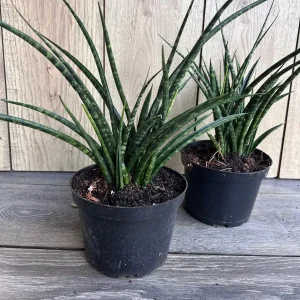 Sansevieria Fernwood Mikado Live Plant - 6 inch Pot - Air Purifying Snake Plant - Image 2