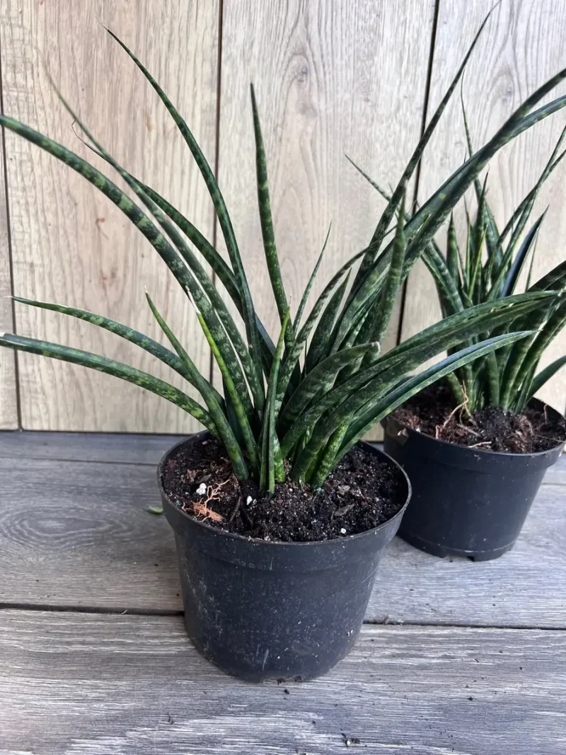 sansevieria ghost Sansevieria trifasciata 'Ghost' 4
