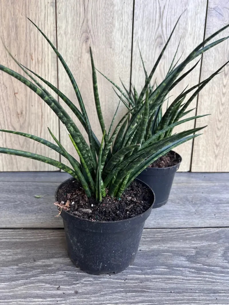 ceramic flower plant pots Napa Pot