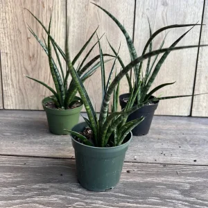 Sansevieria Fernwood Mikado Live Plant – Snake Plant – 4 inch Pot – Indoor Air Purifying - Image 2