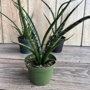 Sansevieria Fernwood Mikado Live Plant – Snake Plant – 4 inch Pot – Indoor Air Purifying - Image 1