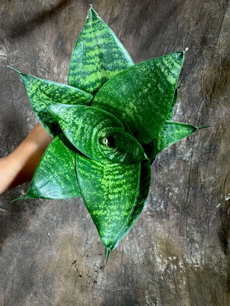 Sansevieria 'Forest Star' Snake Plant Live Plant – 4 inch Pot – Indoor Air Purifier - Image 2