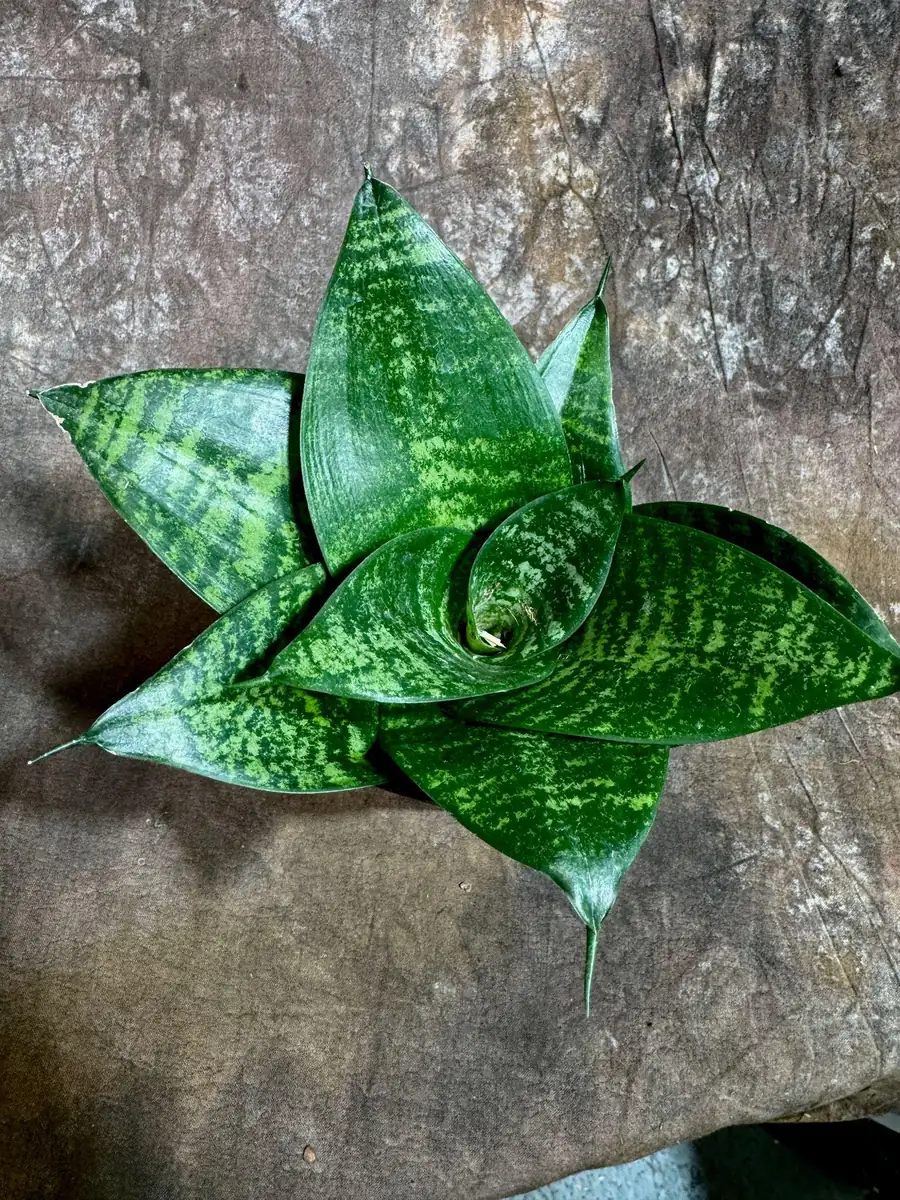 Sansevieria 'Forest Star' Snake Plant Live Plant – 4 inch Pot – Indoor Air Purifier - Image 4