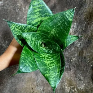 Sansevieria 'Forest Star' Snake Plant Live Plant – 4 inch Pot – Indoor Air Purifier - Image 5