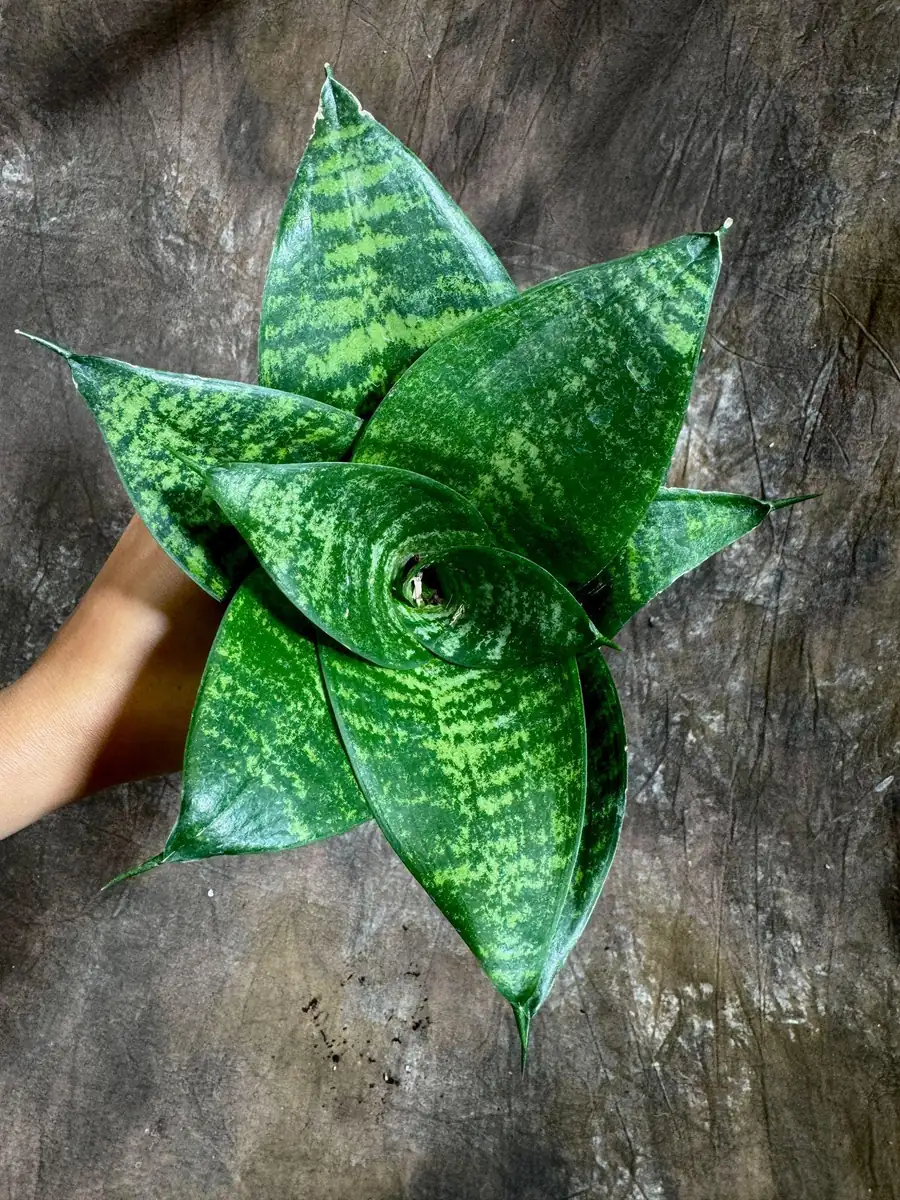 Sansevieria 'Forest Star' Snake Plant Live Plant – 4 inch Pot – Indoor Air Purifier - Image 5