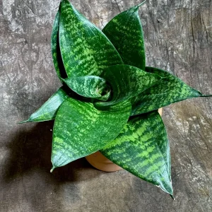 Sansevieria 'Forest Star' Snake Plant Live Plant – 4 inch Pot – Indoor Air Purifier - Image 6