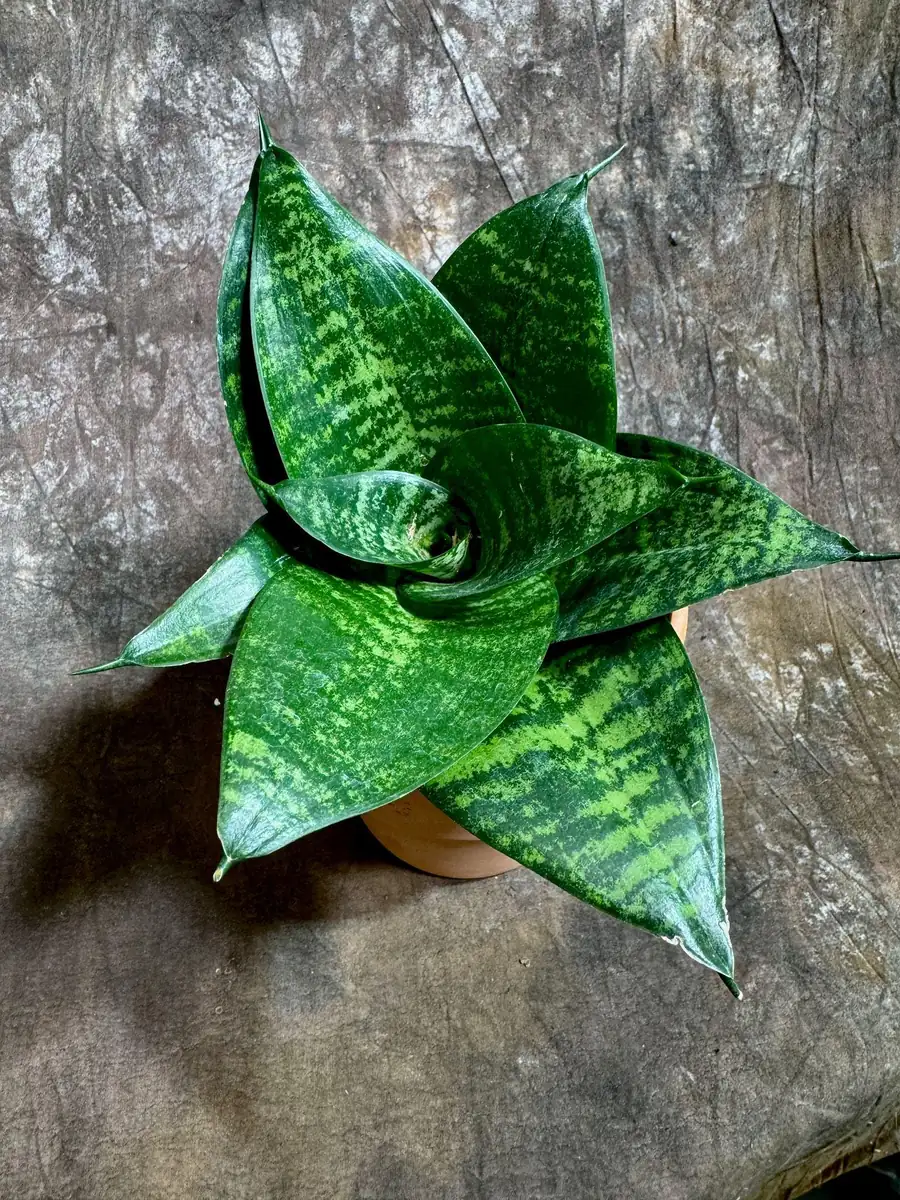 Sansevieria 'Forest Star' Snake Plant Live Plant – 4 inch Pot – Indoor Air Purifier - Image 6