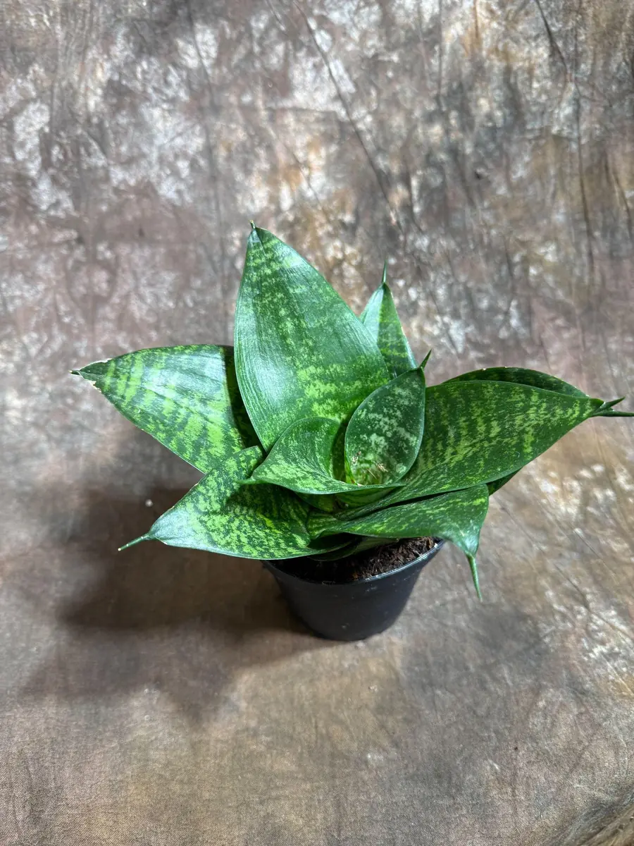 Sansevieria 'Forest Star' Snake Plant Live Plant – 4 inch Pot – Indoor Air Purifier - Image 7