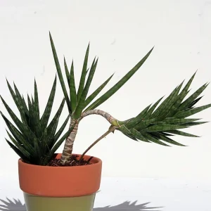 Sansevieria Francisii Snake Plant Live Plant – 2 inch Pot – Collector Series Indoor - Image 3